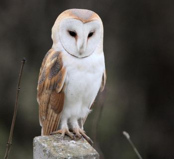 Barn Owl - Photo Neil Khandke