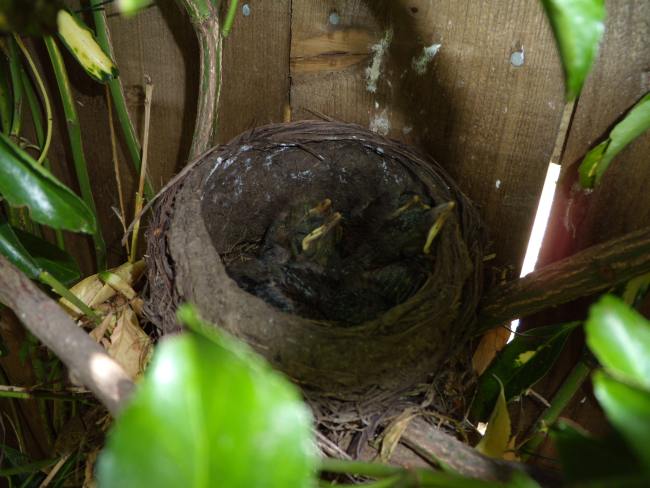 Four Blackbird chicks in the nest - second brood, 16th June, 2010 - photo Tony Foster