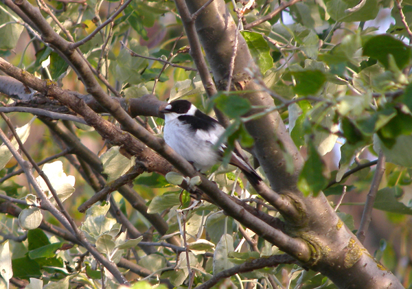 A mega - Collared Flycatcher at Holme-next-the-Sea 8th May, 2011 - Photo Lynne Demaine