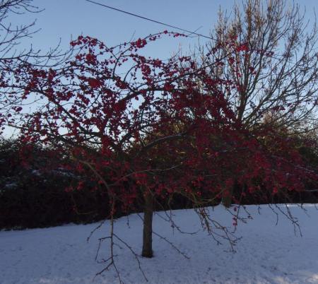 Crabapple Tree in the snow on the village green 29th December, 2009 - Photo Tony Foster