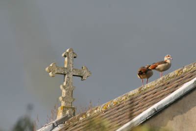 Egyptian Geese on the roof of St. Mary's church - Photo Wendy Long taken 28th January, 2012