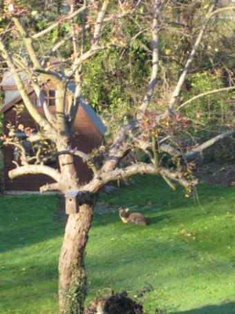 A Muntjac deer in a garden on Westgate - 12th December, 2009 - Photo Roger Davey