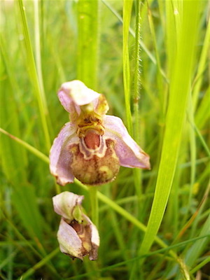 Bee orchid Photo - Sally and Martin Crown