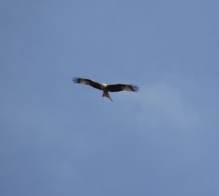 Red Kite - April 14th, 2015. Photo - Tony Foster