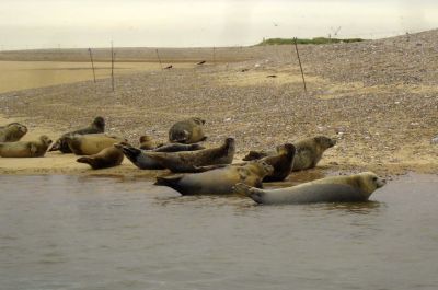 The seals at Blakeney Point - Photo Tony Foster
