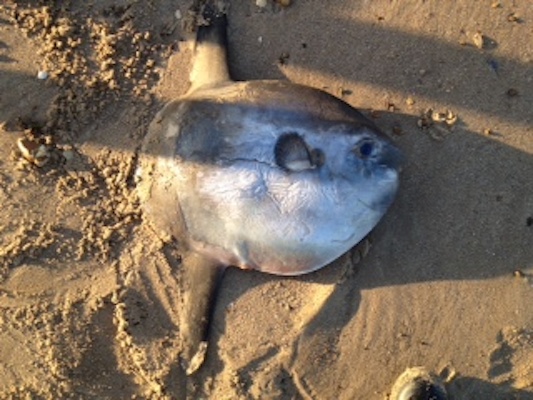 Sunfish washed up on the beach at Holme-next-the-Sea - December 31st, 2014. Photo - Jeremy Colston