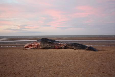 Sperm whale washed up at Old Hunstanton - Photo Paul Allen taken Christmas Day 2011